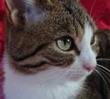 die katz