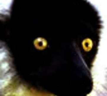 DarkLemura
