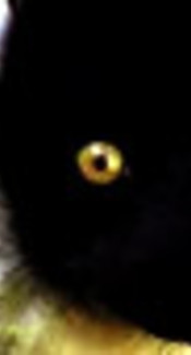 DarkLemura