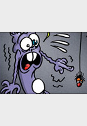 Schweinevogel Spinne