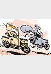 MSDHP Chiptie Butternut