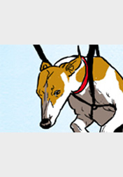 Flying Whippets vote for Bruno