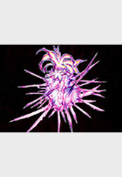 König der Schmerzen