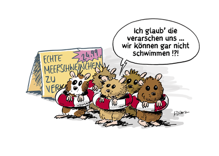 Meerschweinchen