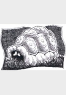 Viele Viele Sternlein