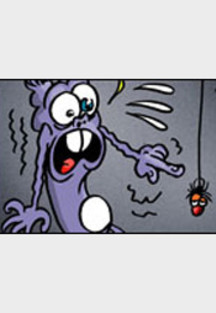 Schweinevogel Spinne